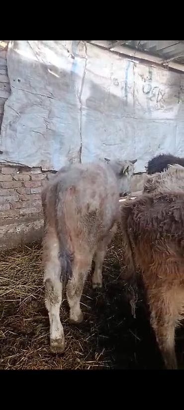 Ветеринар кызматы: Сатам | Музоо | Алатоолук | Көбөйтүү үчүн — 1