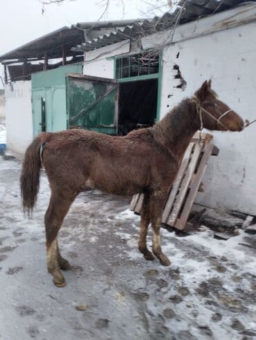 Услуги ветеринара: Продаю | Жеребенок | Полукровка | Рабочий | Племенные — 9