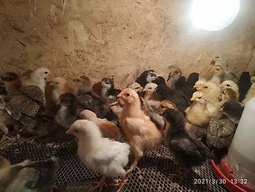 куры марьям бишкек: Продаю | Цыплята | Полубрама | Для разведения — 8