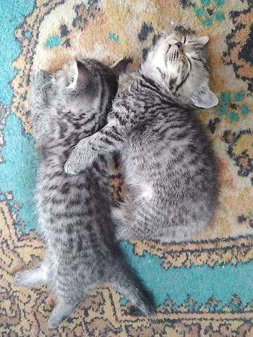 Животные: Шотландские котята. 1,5 месяца. 2з девочки, мальчик на брони — 9