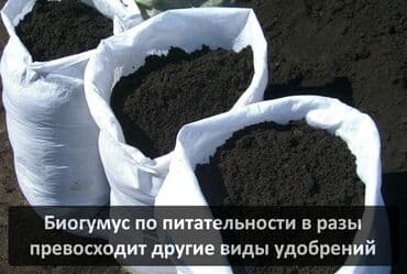 порошок из дождевых червей купить: Биогумус. Соолжан колифорнический черви. Сатылат
продается — 5