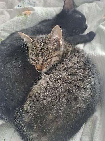 клетка для котят: Первая серая кошечка, 3 года,тихая и спокойная чистоплотная, уважает — 1