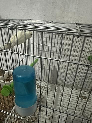 pretty pet grooming saloon бишкек: Продаю попугая с клеткой срочно самка 1 год цена 2000 клетка покупали — 3