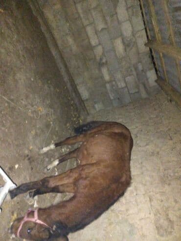 каровы кировское: Продаю | Жеребенок | Дончак | Для разведения, Рабочий, Конный спорт | Племенные — 3