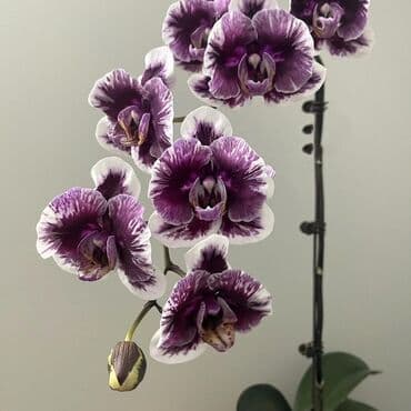 инструмент для огорода: Орхидеи фаленопсис — коллекционные сорта с эффектной окраской цветов — 3