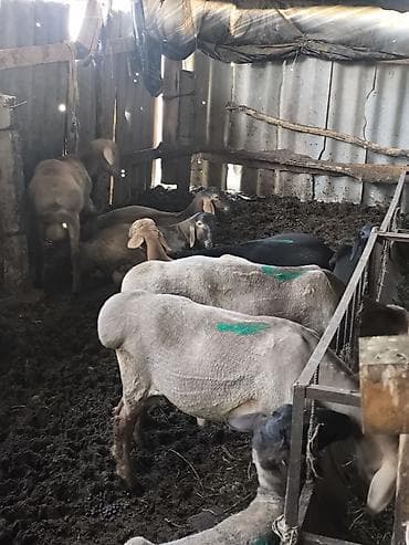Продаю | Баран (самец) at lalafo.kg Продаю | Баран (самец)