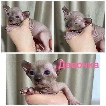 кошка шотланская: Сфинкс, 2 месяца, Девочка, Черный, Приучена к лотку — 2