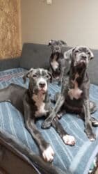 кавказ собака: Продаются щенки кубинского питбультерьера, линейное разведение — 2