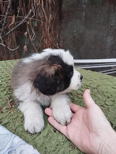 собака щпиц: Сенбернар, 1 месяц, Самка — 5