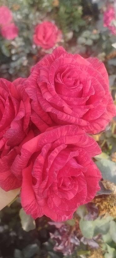 яблоки груши и сливы: Плодовые саженцы и розы для сада - Ассортимент: яблоня, груша, слива — 8