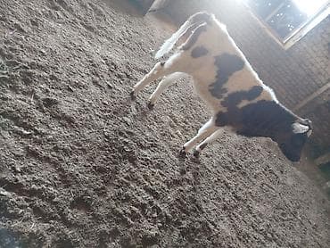 уй ангус: Продаю | Музоо, торпок | Для разведения | Искусственник — 3