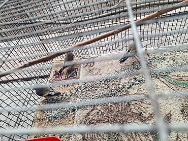 певчие птицы: Певчие птицы в клетке (щеглы/щеглята). Яркое оперение: серо-бурое — 2