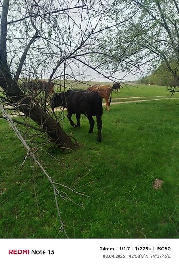 зелёный корм: Продаю | Бык (самец) — 3