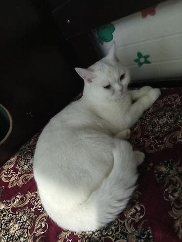 Котёнок пародия-скоттиш страйт -есть свой домик и горшок - Окрас — 4