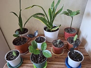 Денежное дерево: Продаю комнатные растения с горшком: замиакулькус (доларовое обыч. и — 1