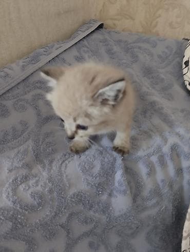 объявления про котят: Тайская, 1 месяц, Мальчик, Приучена к лотку — 4