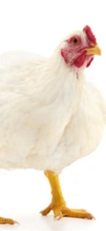 Куры, петухи: Продаю | Куры — 1