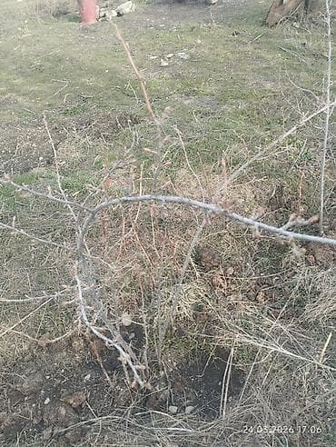 рыба купить: Саженцы Смородины КАПИТАНКА (поросль от взрослого куста) - — 6