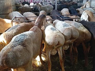 курдючные бараны: Продаю | Овца (самка) | Для разведения | Племенные — 7