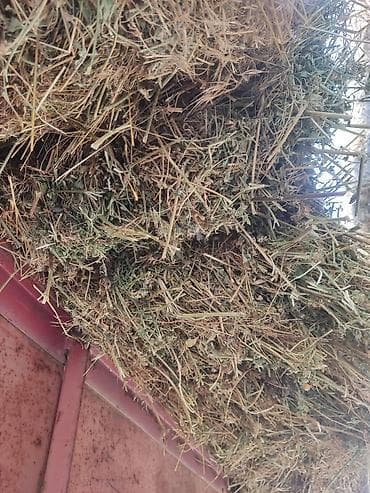 Сено в тюках беде анча мынча чоп аралаш срочно 230 сом скидка болот at lalafo.kg Сено в тюках беде анча мынча чоп аралаш срочно 230 сом скидка болот