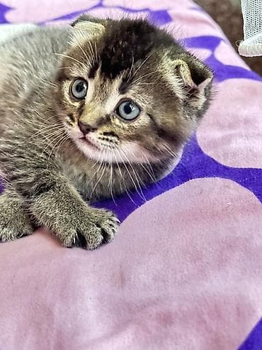 скот лошади: Котёнок с короткими загнутыми ушками, тигровый табби-окрас. Большие — 5
