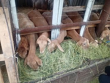 коня: Продаю | Овца (самка) | На забой | Матка — 2