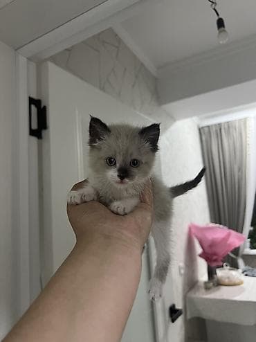 кошка породистые: Сиамская, 1 месяц, Девочка, Метис — 1