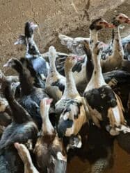 продаю кеклик: Индоутки 57 голов — 5