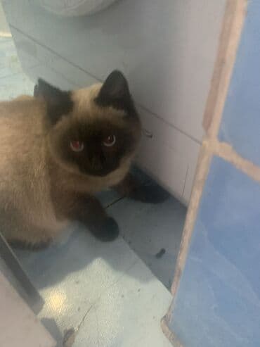 500с at lalafo.kg 500с