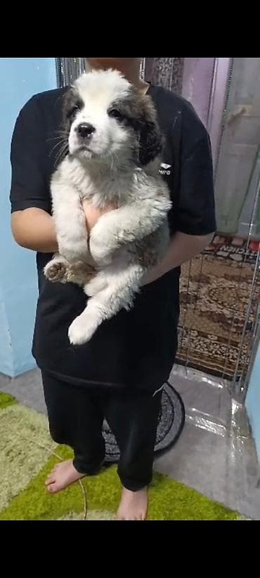 Продажа собак: Сенбернар, 2 месяца, Самка — 2