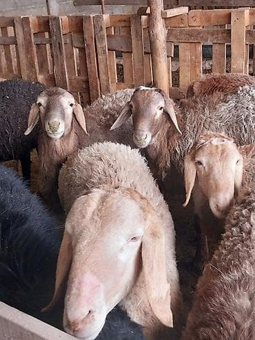 тай цена: Продаю | Овца (самка) | Для разведения | Матка — 2