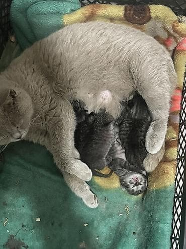 фазан птица: Британская короткошёрстная, 2 года, Девочка, Серый, Приучена к лотку — 1