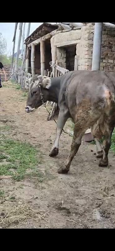 кыргыз иттер: Сатам | Уй (ургаачы) | Көбөйтүү үчүн | Байланган — 3