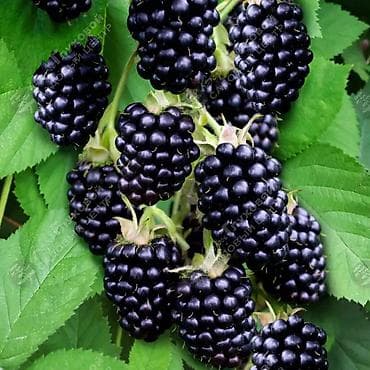 Крупы, мука, сахар: Ежевика — 1