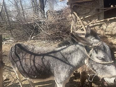 волнистые попугаи с клеткой: Ослы (пара) Описание: - Два осла: серый взрослый и бурый — 5