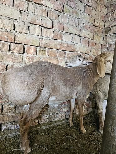 бирка для баран: Продаю | Ягненок | Для разведения | Племенные — 5