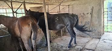 животные кошка: Продаю | Кобыла (самка) | Рабочий — 9