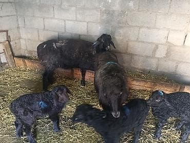 продаю жеребенка: Продаю | Баран (самец) | Для разведения | Матка — 4