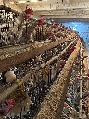 пчело ящик: Продаю | Куры | Леггорн | Несушки — 2