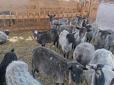 корм для баранов: Продаю | Овца (самка) | Для разведения | Матка — 7