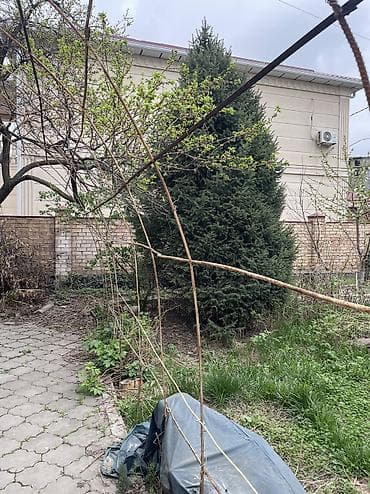 тактай лес: Ель/пихта крупномеры для пересадки. - Несколько взрослых хвойных — 4