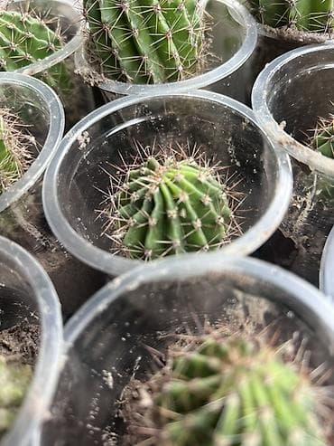 сколько стоят кактусы: Кактус 🌵 Все кактус свежие идеально подходит для подарка можно — 4