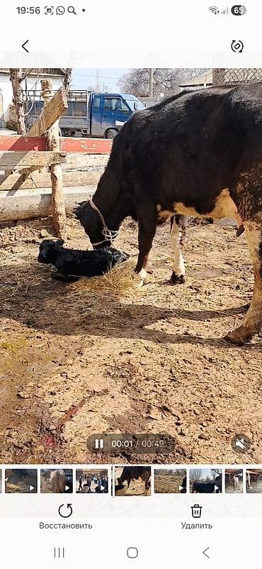уй корова: Продаю | Корова (самка) | Полукровка | Для молока | После отела — 5