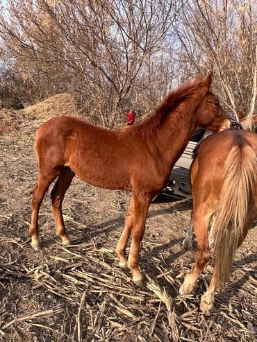 декоративные кролики: Сатам | Тай | Жумушка — 1