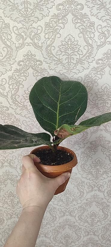 каракол цветы: Продаю комнатные цветы аглаонема трейбе - 150 сом ул.7 апреля 2/7 — 10