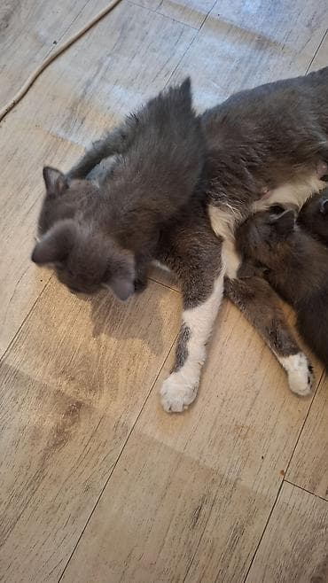 cat sofa: Котята от домашней кошки - Окрас: преимущественно серый с белыми — 1