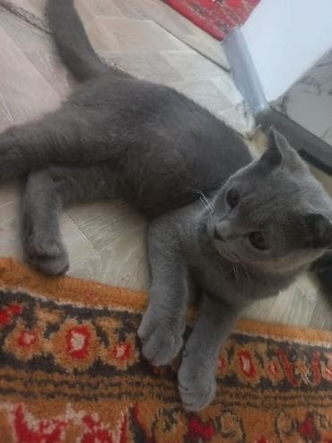 Шотландский кот окрас голубой (серый). Плюшевая короткая шерсть