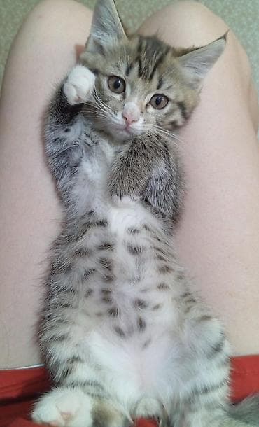 scottish fold: Срочно продаются котята от мамы-шотландской вислоухой. Котята вырастут — 2