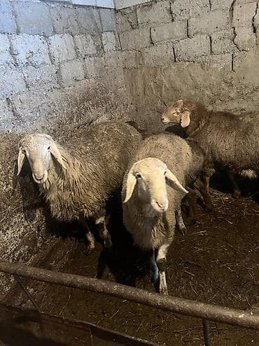 биг 6: Продаю | Баран (самец) | Арашан | На забой, Для разведения | Племенные, Осеменитель — 2