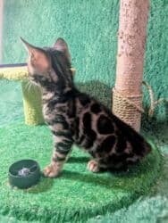 мейн кун бишкек 😺 питомник lyubushka 🐈 купить котенка 🐾 цена фото: Бенгальская, 1 месяц, Мальчик, Приучена к лотку, Проглистована, С документами — 20